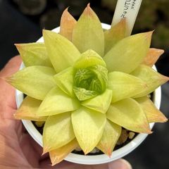 ☆超レア美苗！☆ザラゴーサSPノバ（子株2付き）多肉植物（土ポット