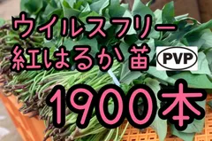 2026年最新】紅はるか苗の人気アイテム - メルカリ