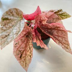希少 美斑】 コロカシア ファーストピンク colocasia first pink