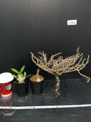 2026年最新】塊根植物 セットの人気アイテム - メルカリ