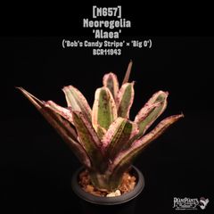 食虫植物 ウトリクラリア タマラセリー ネルンビフォリア　ヤマト発送 食虫植物 ウトリクラリア タマラセリー ネルンビフォリア ヤマト発送
