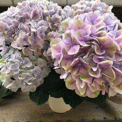 kazu 紫陽花　アジサイ　なゆた　4.5号　ピンク　ブルー　２鉢セット 母の日】アジサイ【うたあわせ】5号鉢 ◇ラッピング付き◇: JA全農 鉢花