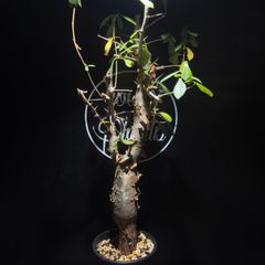 Commiphora cf. simpliciforia（現地株、発根済み） - メルカリ