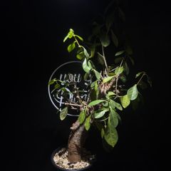 Commiphora cf. simpliciforia（現地株、発根済み） - メルカリ