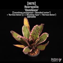 珍品Neoregelia 'Caprese' ネオレゲリア'カプレーゼ' リサ作 珍品Neoregelia 'Caprese' ネオレゲリア'カプレーゼ' リサ作 - メルカリ
