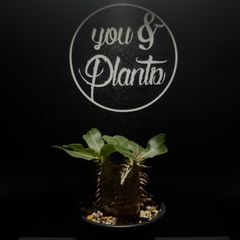 Polypodium persicifolium - メルカリ