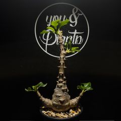 引取限定】Pachypodium baronii 特大バロニー 根本峻吾鉢付き - メルカリ