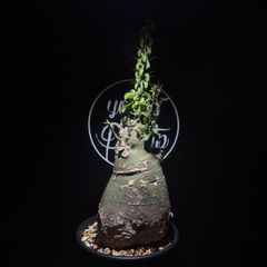 希少 アデニア スピノーサ 現地球 発根済み 新芽展開中 - メルカリ