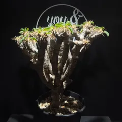 Euphorbia guillauminianaのサムネイル