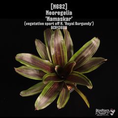 ネオレゲリア ノーマン・ベイツ Neo. Norman Bates 発根済苗 - メルカリ