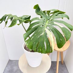 現品 モンステラ デリシオーサ 斑入り 5番 バリエガータ レア 希少