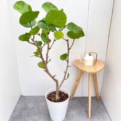 ずっと触れていたくなる。銀葉フィカス エベレスト 140cm 【登録品種
