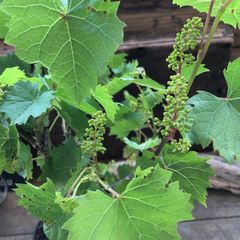 ニワトコ苗木 1メートル 黄色花の落葉樹 - メルカリ
