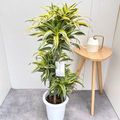 【現品】パンダナス（パンダヌス）/タコノキ　古木　8号　白鉢（1） 現品】パンダナス（パンダヌス）/タコノキ 古木 8号 白鉢（1） - メルカリ
