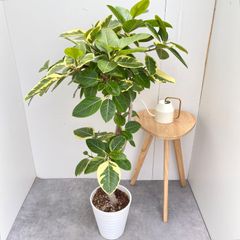 フィロデンドロン ジャイアントザナドゥ 幹上がり 2【現品】観葉植物