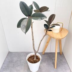 直接引取限定/東京】フィカス•ベンガレンシス／観葉植物／170センチ