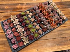 緑川確認ページ多肉植物 多肉植物 20個 2026-0519-MLJP-061 クイーン - メルカリ