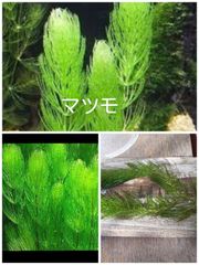 真葱(まこも)の新芽 30本 - メルカリ