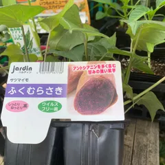 2026年最新】ふくむらさきの人気アイテム - メルカリ