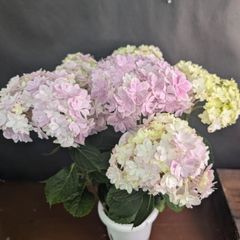 アジサイピンク系⭐️もこもこたん⭐️コスモオーブ⭐️星の桜