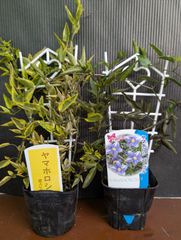 ☘️④☘️アロマティコ☘️グロッソ白色☘️越冬苗☘️AG20260530