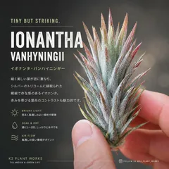 【数量限定】イオナンタ・バンハイニンギーのサムネイル