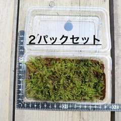 ハイゴケ 2パックセット♪ 丹後産天然苔 盆栽 ミニ盆栽 メルカリShopsオープン記念第3弾♪ ☆苔農家さんから仕入れてます♫のサムネイル