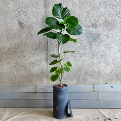 幹太 エバーフレッシュ 曲がり仕立て 陶器鉢 植え込み発送 - メルカリ