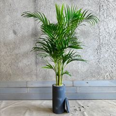 大型　観葉植物　アレカヤシ　陶器鉢　植え込み発送 大型 アレカヤシ 10号 陶器鉢 植え込み発送 【公式通販】