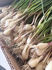 野蒜のびる山菜 旬の野菜 1〇kg ノビル 野蒜 のびる 山菜 旬の野菜 1kg - メルカリ