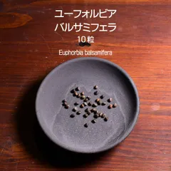 ユーフォルビア・バルサミフェラ 種子 10粒 塊根植物 コーデックス 多肉植物 観葉植物 ユーフォルビアバルサミフェラ Euphorbia balsamiferaのサムネイル