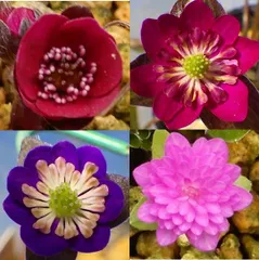 雪割草　４本セット（春季限定特価、おもに段咲き系）　(抜苗発送です。鉢植え、速達、ネコポスでの発送希望は別途商品購入願います)　検索用＃山野草＃ウチョウラン＃蘭のサムネイル
