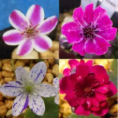 雪割草　6本セット（R9年度開花見込み、未確認花）　(抜苗発送です。鉢植え、速達、ネコポス,おまとめでの発送希望は別途商品購入願います)　検索用＃山野草＃ウチョウラン＃蘭のサムネイル