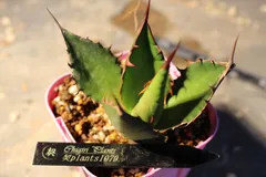 [1079]　アガベ　ホリダ　/　Agave Horrida subsp.horrida　信州実生のサムネイル
