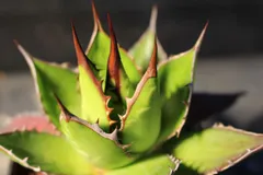 [895]　アガベ　ホリダ　/　Agave Horrida subsp.horrida　信州実生のサムネイル
