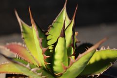 Dyckia lunaris ディッキア ルナリス 子株1つ - メルカリ