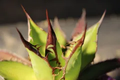 [914]　アガベ　ホリダ　/　Agave Horrida subsp.horrida　信州実生のサムネイル