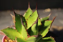 [1075]　アガベ　ホリダ　/　Agave Horrida subsp.horrida　信州実生のサムネイル