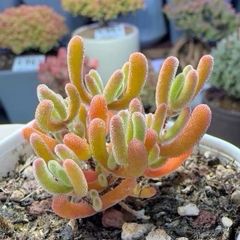 速達便付き 多肉植物 ドロサンテマム キラキラIce crystal 大株 抜き苗
