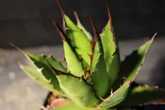 [716]　アガベ　ホリダ　/　Agave Horrida subsp.horrida　信州実生のサムネイル