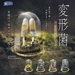 [풀 콤프] 변형균 in 유리 돔 [전 5 종 세트] 레인보우 Slime mold 상품 미니어처 피규어 슬라임 몰드 대자연 숲 조형미 유리 모형 가챠 가챠 캡슐 토이 즉납 재고품 무료 배송 추적 있음