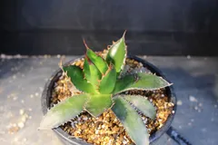 [29]　アガベ　ホリダ　/　Agave Horrida subsp.horrida　信州実生のサムネイル