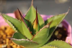 [866]　アガベ　ホリダ　/　Agave Horrida subsp.horrida　信州実生のサムネイル
