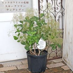 EYスモークツリー白花接木高さ100cm8号鉢物大苗ヤングレディR - メルカリ