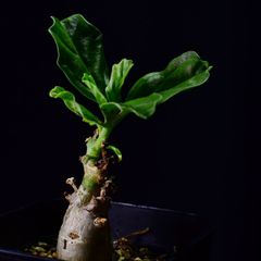 4A1 ユーフォルビア バルサミフェラ Euphorbia balsamifera コーデック