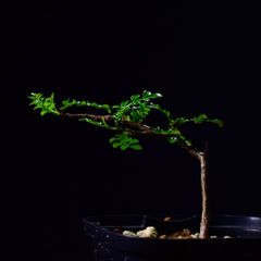 4A1 ユーフォルビア バルサミフェラ Euphorbia balsamifera コーデック