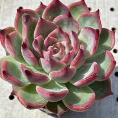 s*0様 花月夜×チワワエンシス 実生苗 多肉植物 エケベリア - メルカリ