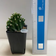 多肉植物　ユーフォルビア　キリン閣(セッカ＊レア)  抜き苗　根付きのサムネイル
