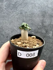 【現品限り】アデニウム・DHA 獅子葉 葉巻 美肌【D8】 Adenium DHAのサムネイル