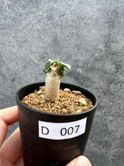 【現品限り】アデニウム・DHA 獅子葉 葉巻 美肌【D7】 Adenium DHAのサムネイル
